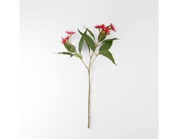 https://s3-ap-southeast-2.amazonaws.com/fusionfactory.commerceconnect.bbnt.production/pim_media/000/206/465/M_F_W26_Flowering-Gum-Stem_Red_26920302_V2_SI.jpg?1767157627