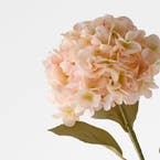 https://s3-ap-southeast-2.amazonaws.com/fusionfactory.commerceconnect.bbnt.production/pim_media/000/206/479/M_F_W26_Hydrangea-Stem_Peach_26920203_Detail_SI.jpg?1767157988